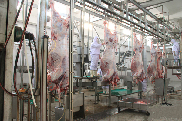 쇠고기 쪼개지는 육류품 선/100-300 시간 당 공정 라인 가축은 속력을 냅니다