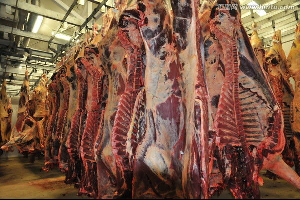 쇠고기 쪼개지는 육류품 선/100-300 시간 당 공정 라인 가축은 속력을 냅니다