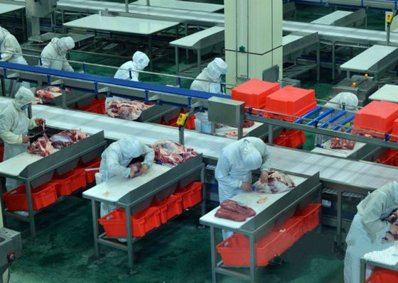 중국 쇠고기 쪼개지는 육류품 선/100-300 시간 당 공정 라인 가축은 속력을 냅니다 협력 업체