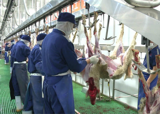 중국 산양 양고기 전체적인 가공 유형을 전하는 쪼개지는 육류품 선 도살 협력 업체